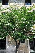A Lemon Tree