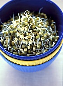 A Bowl of Fresh Mung Bean Sprouts