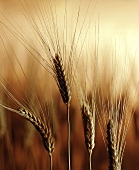 Wheat Growing in Field