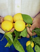 Hände halten frische Zitronen mit Blättern