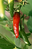 Red Chili Pepper Growing on Plant with Green Peppers in Background