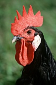 Black Manorka Rooster, Full Profile