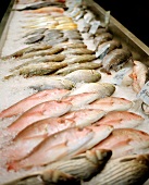Long Rows of Fish in a Chinatown Market