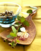 Capers and flower
