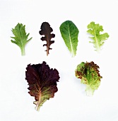 Single Salad Greens on White