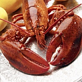 A Boiled Maine Lobster, Close Up, on a Silver Platter with Lemons