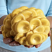 Hands Holding Golden Oyster Mushrooms
