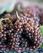 Bunches of Purple Grapes