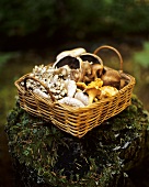 A Basket of Assorted Wild Mushrooms on a Mossy Log in the Woods