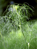 Fennel plant in open air