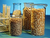 Corn grains and barley in measuring jugs
