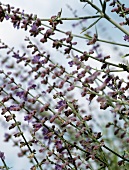 Flowering Russian sage (Perovskia atriplicifolia)
