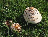 Wild Mushrooms Growing in the Grass