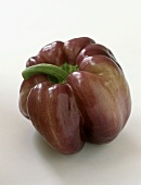 One purple pepper