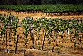 Pope Valley Vineyard in St. Helena, California