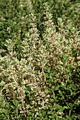 Silver thyme