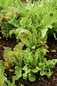 Young lettuce plants in the garden