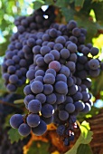 Red wine grapes on the vine (vineyard: Temecula, California)