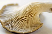 Upturned oyster mushroom