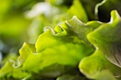 Lettuce leaves (close-up)