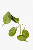 Baby Spinach Leaves on White