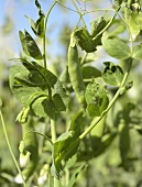 Pea pods on the plant