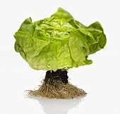 A Head of Butter Lettuce with Roots