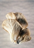 Oyster Mushrooms