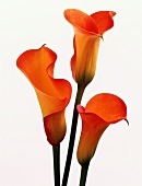 Three Orange Calla Lilies