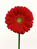 Rote Gerbera