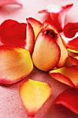 Rot-gelbe Rosenblüte und Rosenblätter