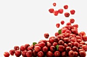 Viele frische Cranberries mit Blättern