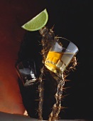 Ein Glas Tequila, Salzstreuer und Limette am Kaktus