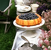 Blueberry flan on table in garden