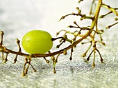 A Single Green Grape on Stem, Water Drops
