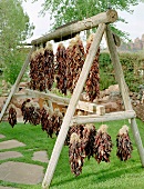Bunches of chillies drying in the open air