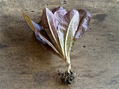 Red salad plant with roots