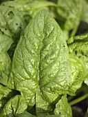 Spinach leaves with drops of water (close-up, outdoors)