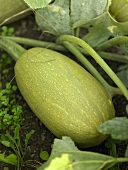 Green squash on the plant in a vegetable bed