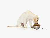 Dog (sitting) eating dry dog food out of dish