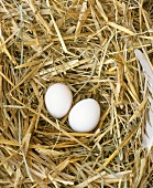 Zwei Eier im Nest