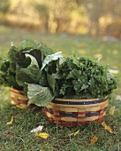 Freshly picked brassicas in baskets