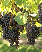 Red wine grapes on the vine