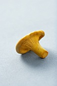 A Single Chanterelle Mushroom