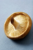 A Single Shitake Mushroom