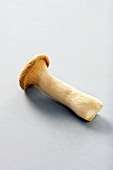 A Single Trumpet Mushroom
