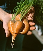 Hand Holding Fresh Carrots