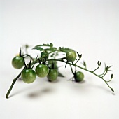 Bunch of Cherry Green Tomatoes