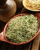 Broccoli Sprouts in a Bowl