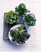 Various lettuces